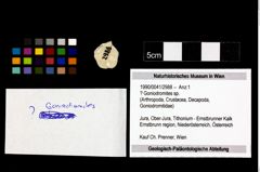 Foto (Objekt + Etikett) von ? Goniodromites sp.  (NHMW-GEO-1990-0041-2988)